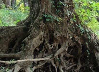 A huge tree at the bottom with a mess of huge tangled roots, in a forest