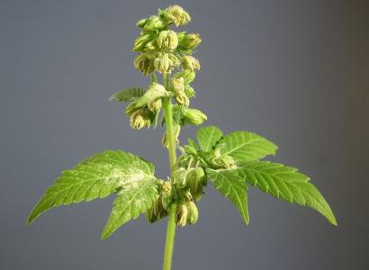 Green plant on a stem with buds at top