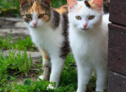 Cats