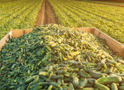 Farm
