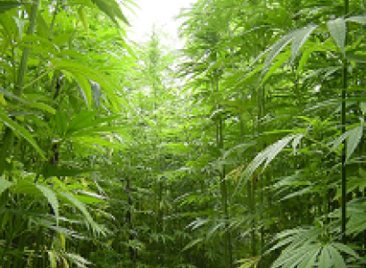 Tall green plants that look like trees with leaves with five points