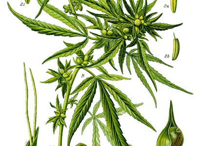 Illustration Cannabis sativa clean" by Prof. Dr. Otto Wilhelm Thomé 
