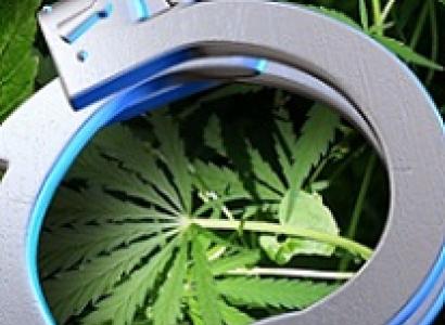 Silver handcuffs laying on marijuana leaves