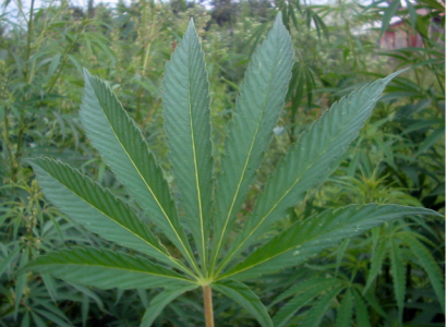 Marijuana leaf