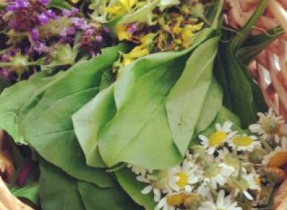 Pretty purple and yellow herbs in a basket with greens and daisies