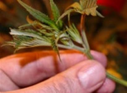 Hand holding marijuana plant