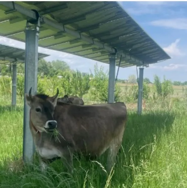 Cow under a solar panel