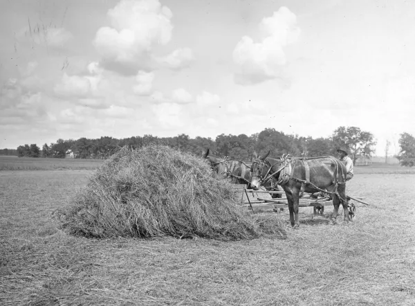 A stack of hemp that looks like straw and some mules in old-fashioned black and white photo