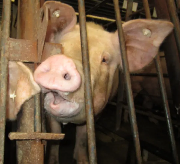 Pig in a cage