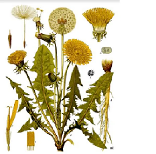 Picture of lots of weeds against white background