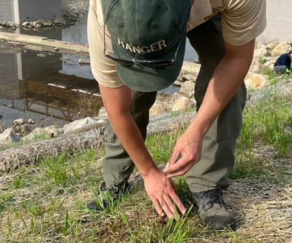 Man planting tree